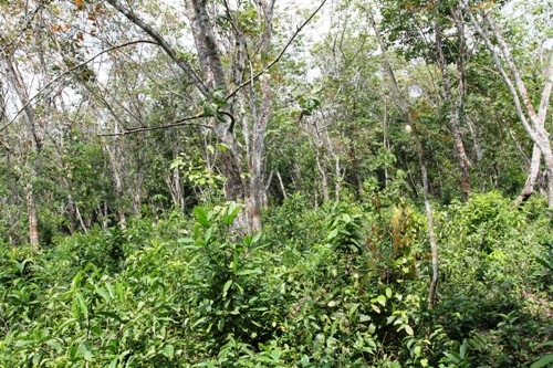 Elevated land overlooking rice paddy