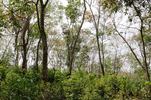 Elevated land overlooking rice paddy