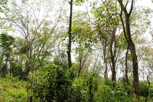Elevated land overlooking rice paddy