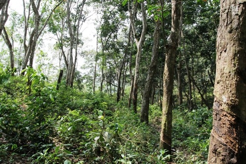 Elevated land overlooking rice paddy