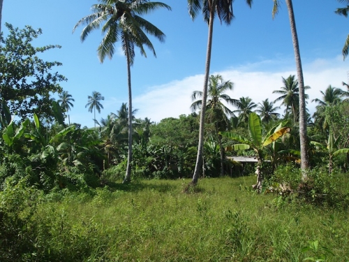 Large portion of beachfront land