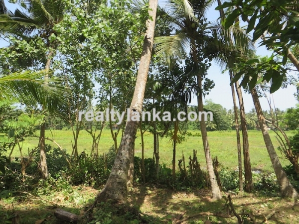 Paddy Front Property