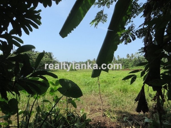 Paddy Front Property