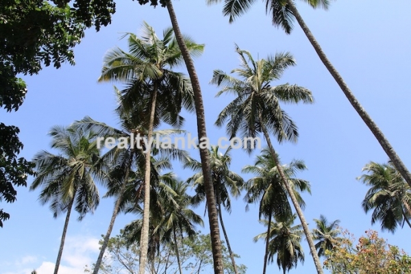 BareLand in Unawatuna