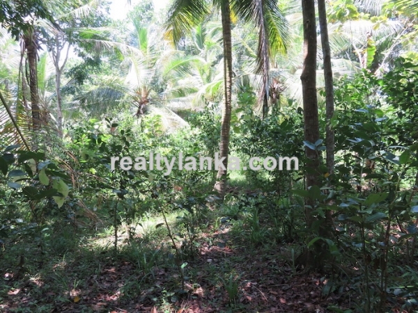170 Perches Land In Midigama