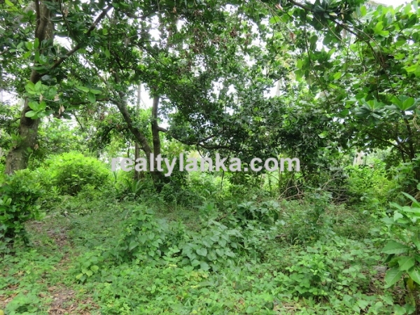 38M Beachfront Property In Balapitiya