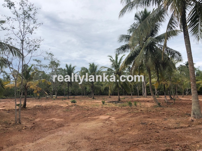 Bareland By The Water