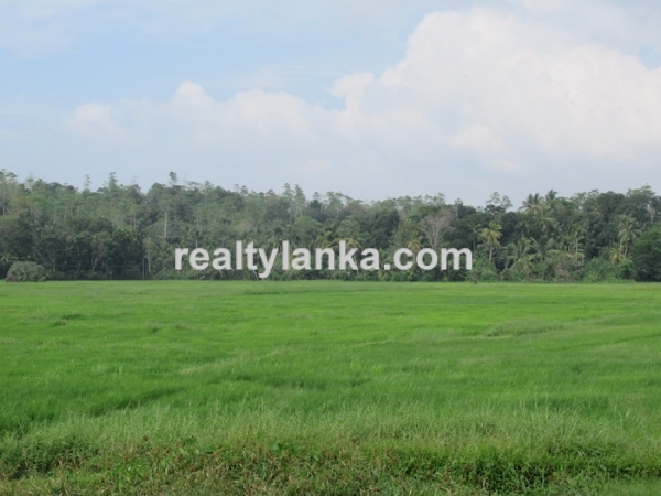 Property With A Beautiful Paddy View