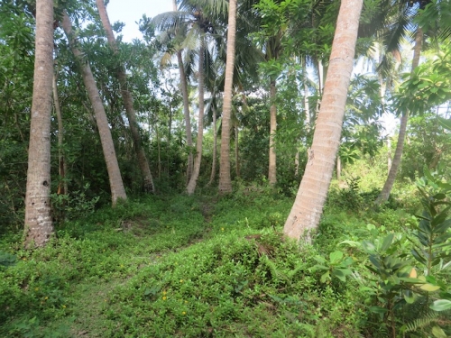 Lush Bareland In  Galduwa