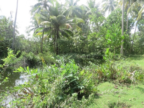 Lush Bareland In  Galduwa