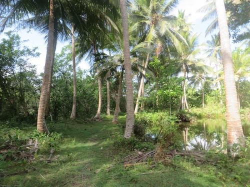 Lush Bareland In  Galduwa