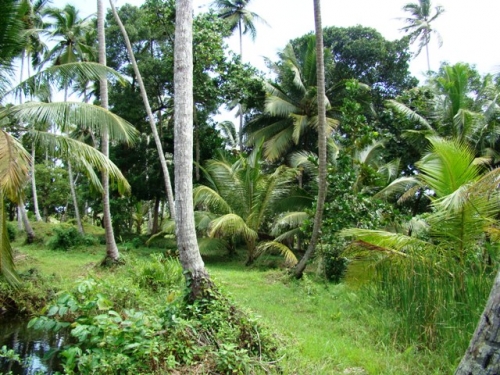 Coconut Island near Galle