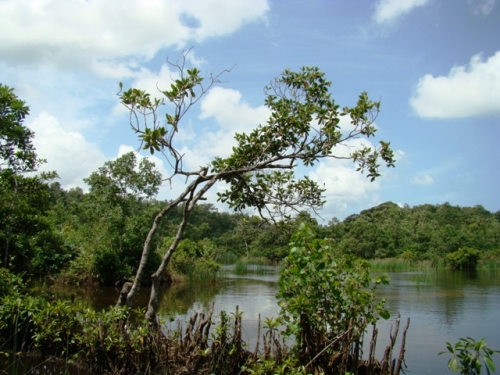Coconut Island near Galle